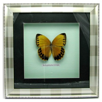 Бабочка в рамке (30х30 см) 18586