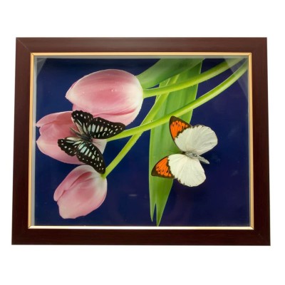 Бабочки в рамке (28х23х2,5 см) 24401